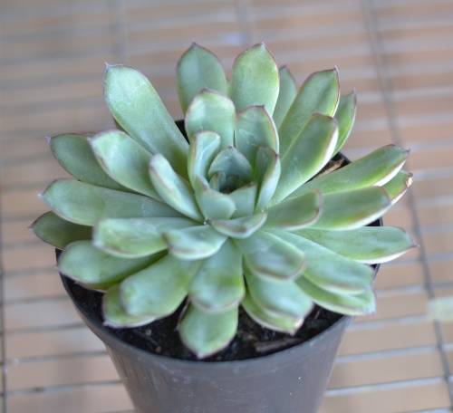 Echeveria