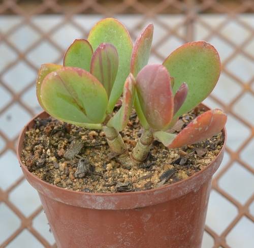 Succulent
