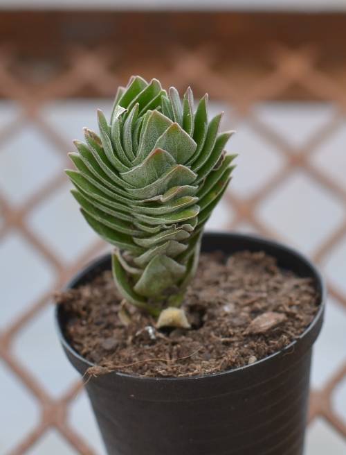 Crassula Buddha's Temple