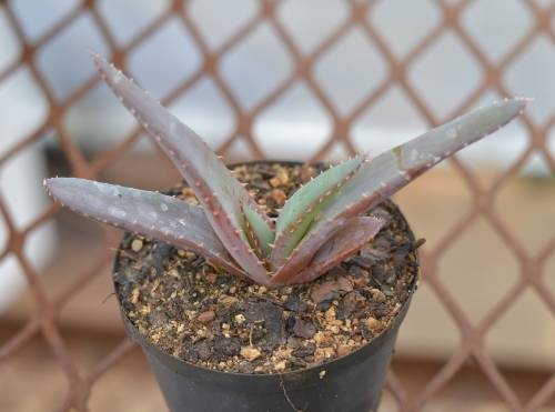 Book Aloe