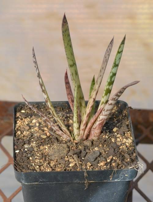 Gasteria