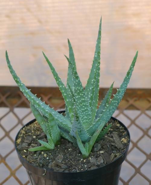 Aloe