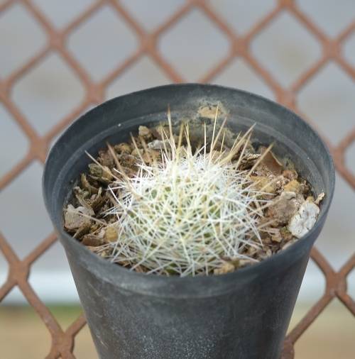 Cactus