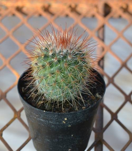 Cactus