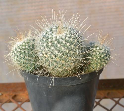 Cactus