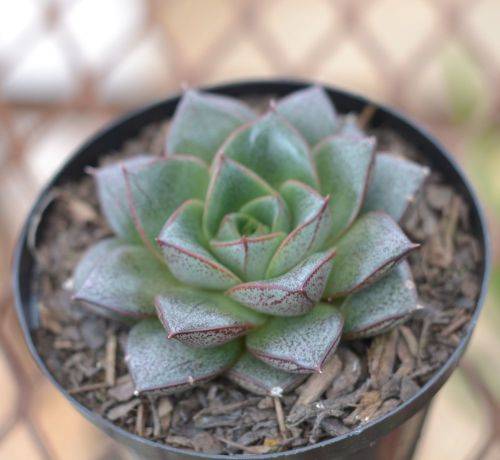Echeveria Dionysos