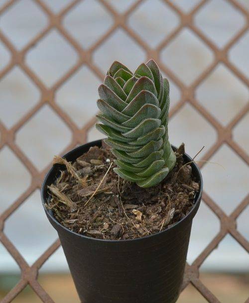 Crassula Buddhas Temple