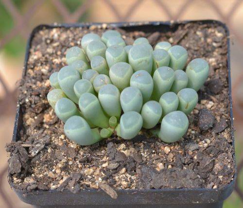 Fenestreria/Baby toes