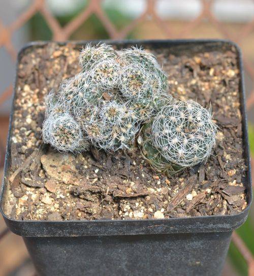 Cactus