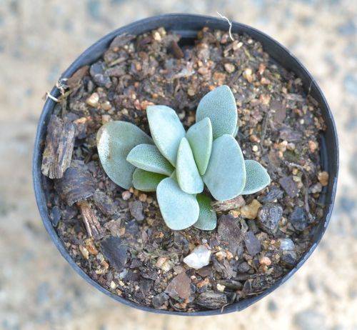 Crassula Morgans Beauty