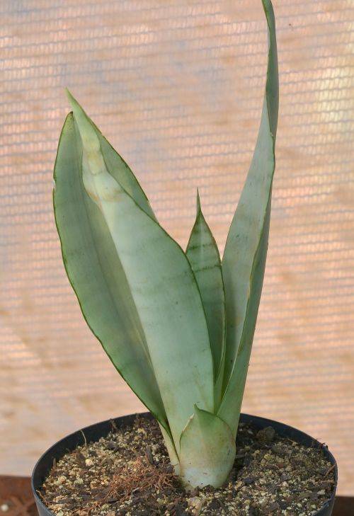 Sanseveria Moonshine