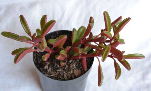 Pepperomia