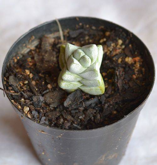 Crassula Decepter