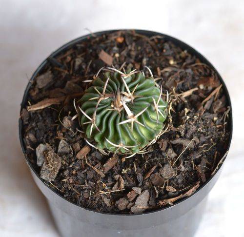 Cactus
