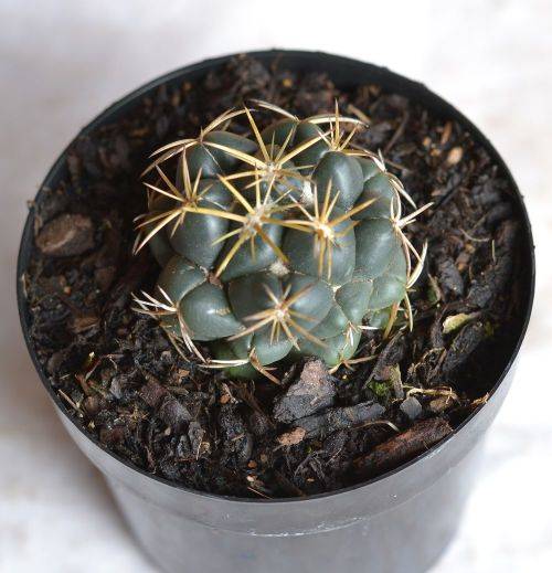 Cactus