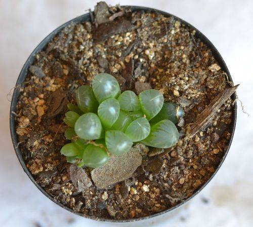 Haworthia Cooperi var Truncata