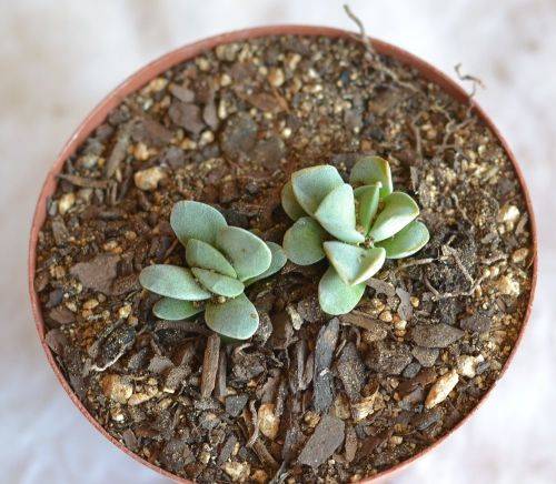 Crassula Morgans Beauty