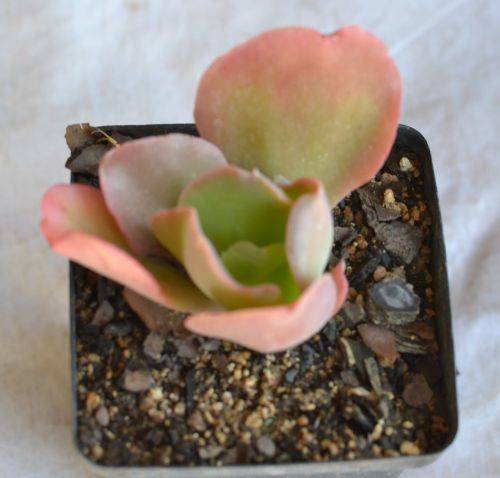 Echeveria Party Dress