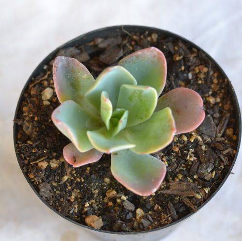 Echeveria Blue Lagoon