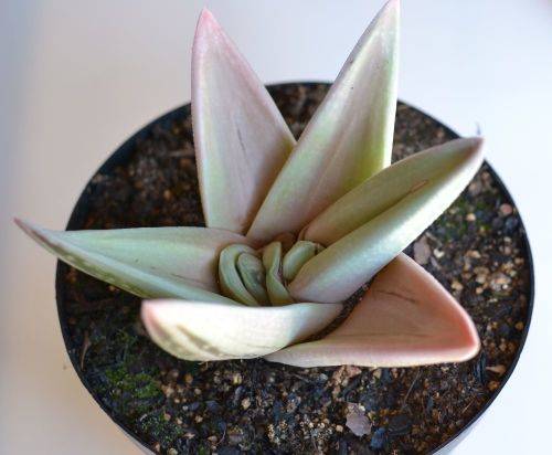 Gasteraloe Green Ice