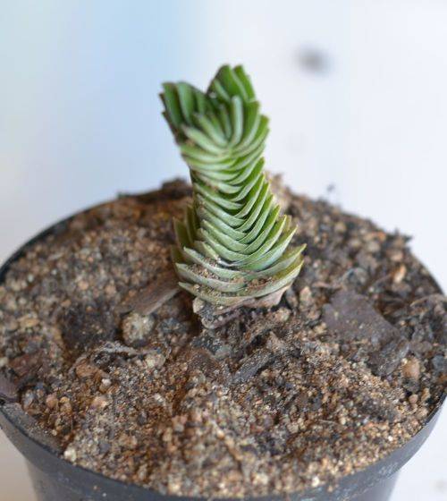 Crassula Buddhas Temple