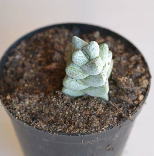 Crassula Decepter