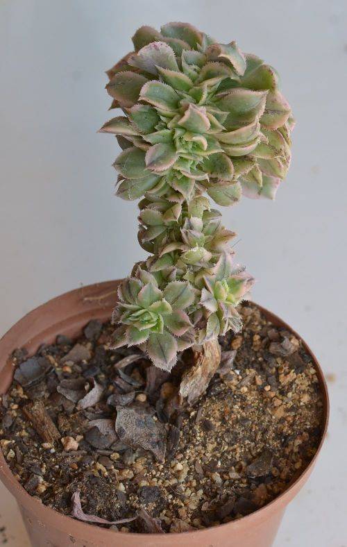 Aeonium Sunburst cristate