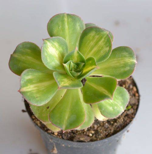 Aeonium Starburst
