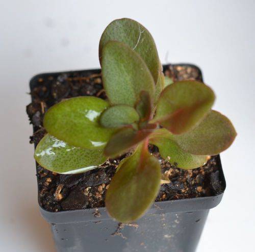 Crassula Multicava Purple Dragon