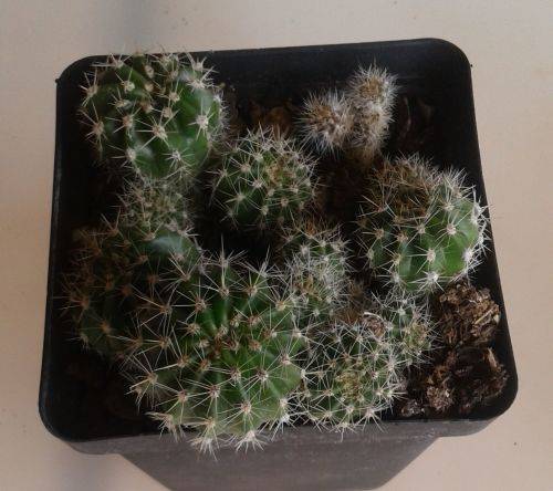 Cactus