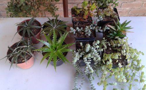 10 x Dyckia and succulents