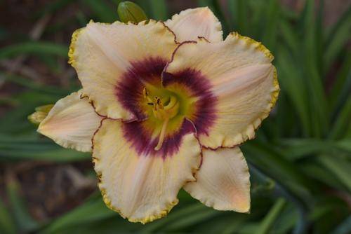 MPL 77 daylily