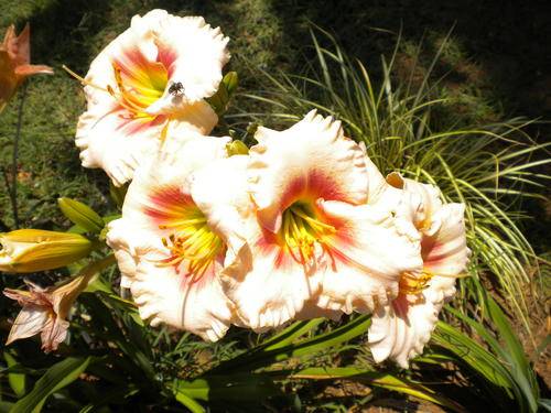 Sweet Sensation daylily
