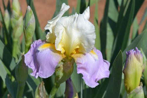 Dream Touch Iris
