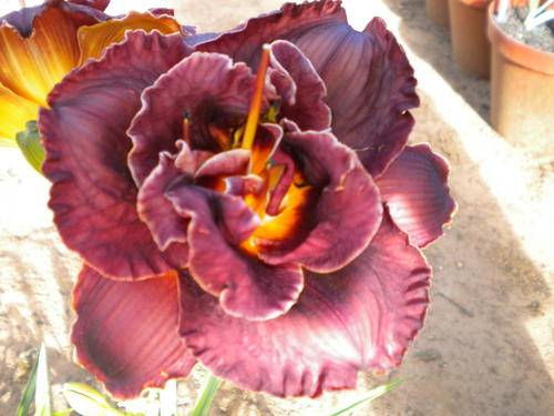 Night Embers daylily