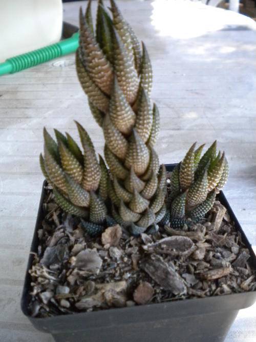 Haworthia Reinwardtii