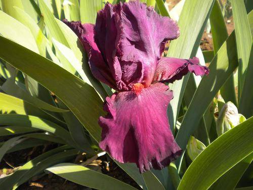Purple Rain Iris