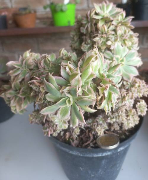 Aeonium Sunburst Cristate