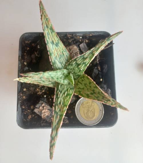 Aloe hybrid