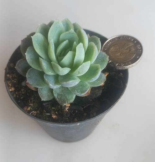 Echeveria