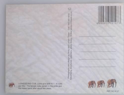 Lion and cub postcard