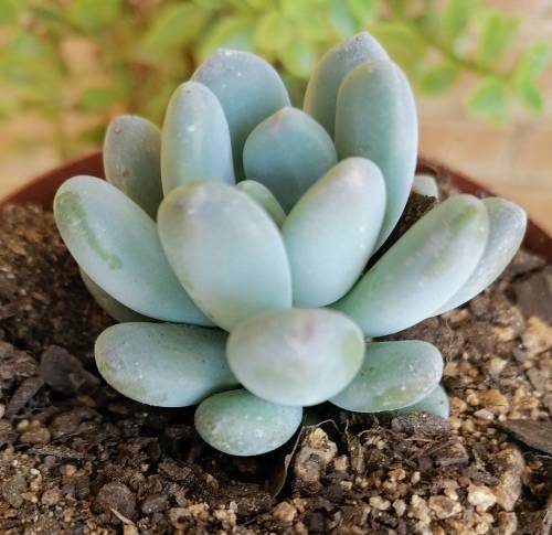 Succulent