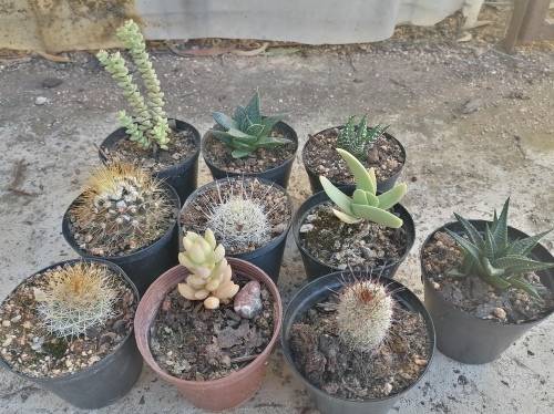 10 x Succulent/cacti