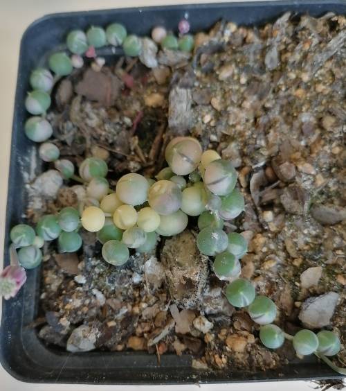 Variegated string of pearls