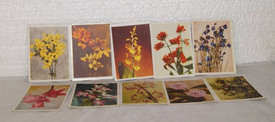 Lot of 10 `Our South African Flora` Collectable Cigarette Cards @@@ CCCRRRAAAZZZYYY R1 START