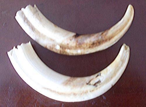 WARTHOG-TUSKS