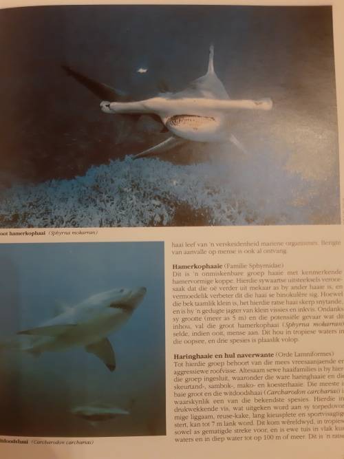 n Gids tot Seevisse van Suider-Afrika deur Rudy van der Elst (1990)