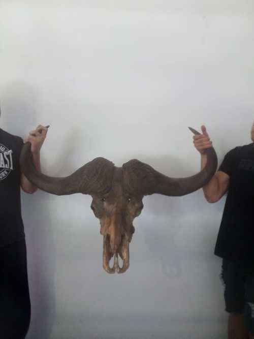 Cape Buffalo skull