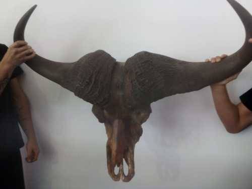 Cape Buffalo skull