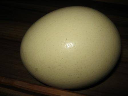 EMPTY OSTRICH EGG SHELL ~ HAVE A LOOK